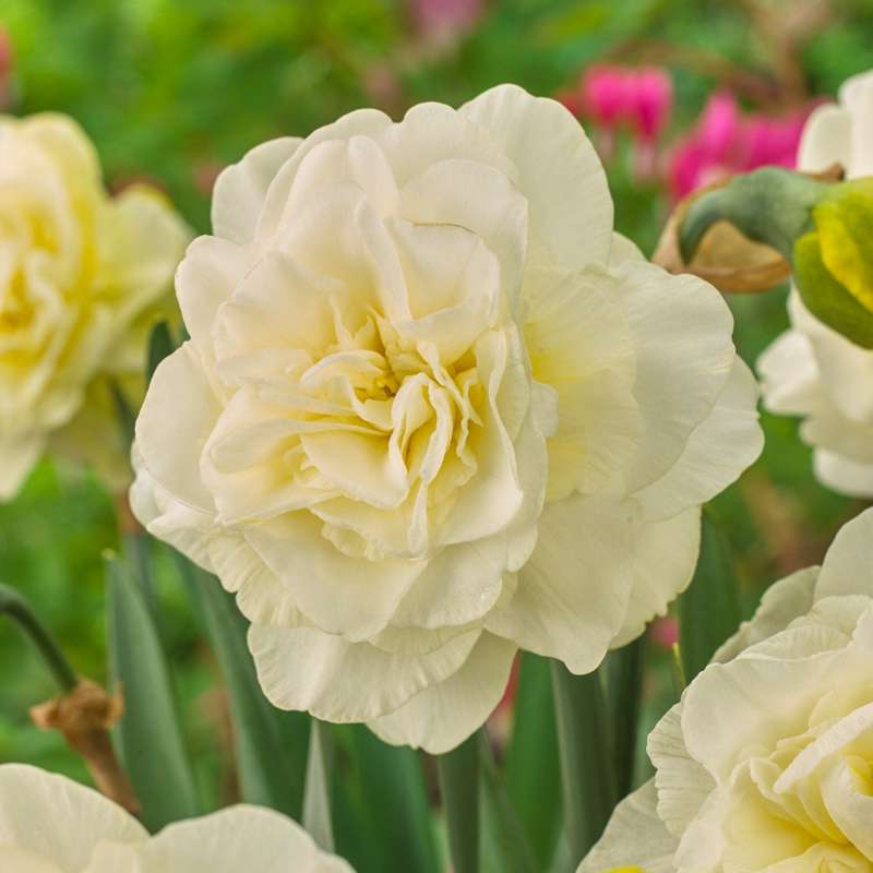 Narcissus 'Obdam'
